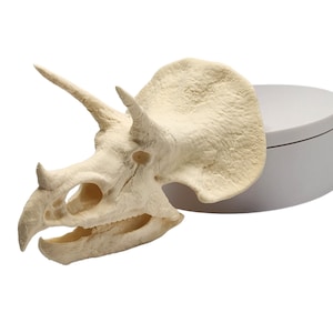 May include: A beige, plastic dinosaur skull replica with three horns and a frill. The skull is on a white, round base.