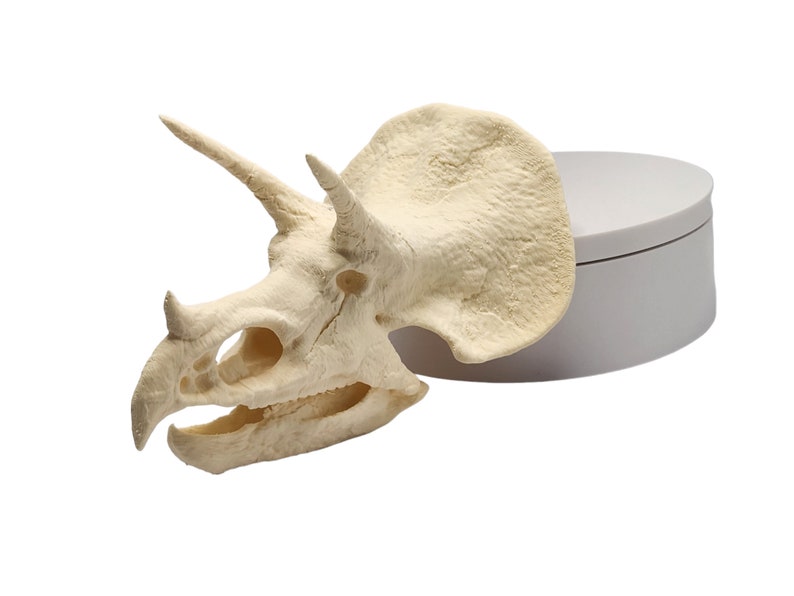 May include: A beige, plastic dinosaur skull replica with three horns and a frill. The skull is on a white, round base.