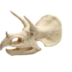 May include: A white plastic model of a Triceratops skull. The skull is detailed with horns and a frill.