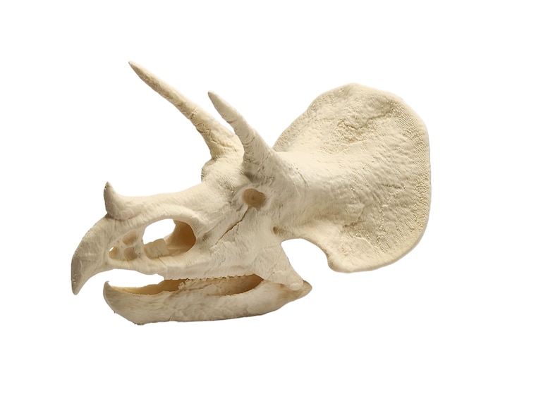 May include: A white plastic model of a Triceratops skull. The skull is detailed with horns and a frill.