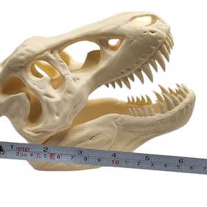 May include: A beige plastic Tyrannosaurus Rex skull replica with an open jaw, measured with a ruler showing 7 inches in length.