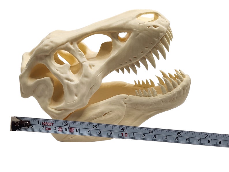 May include: A beige plastic Tyrannosaurus Rex skull replica with an open jaw, measured with a ruler showing 7 inches in length.