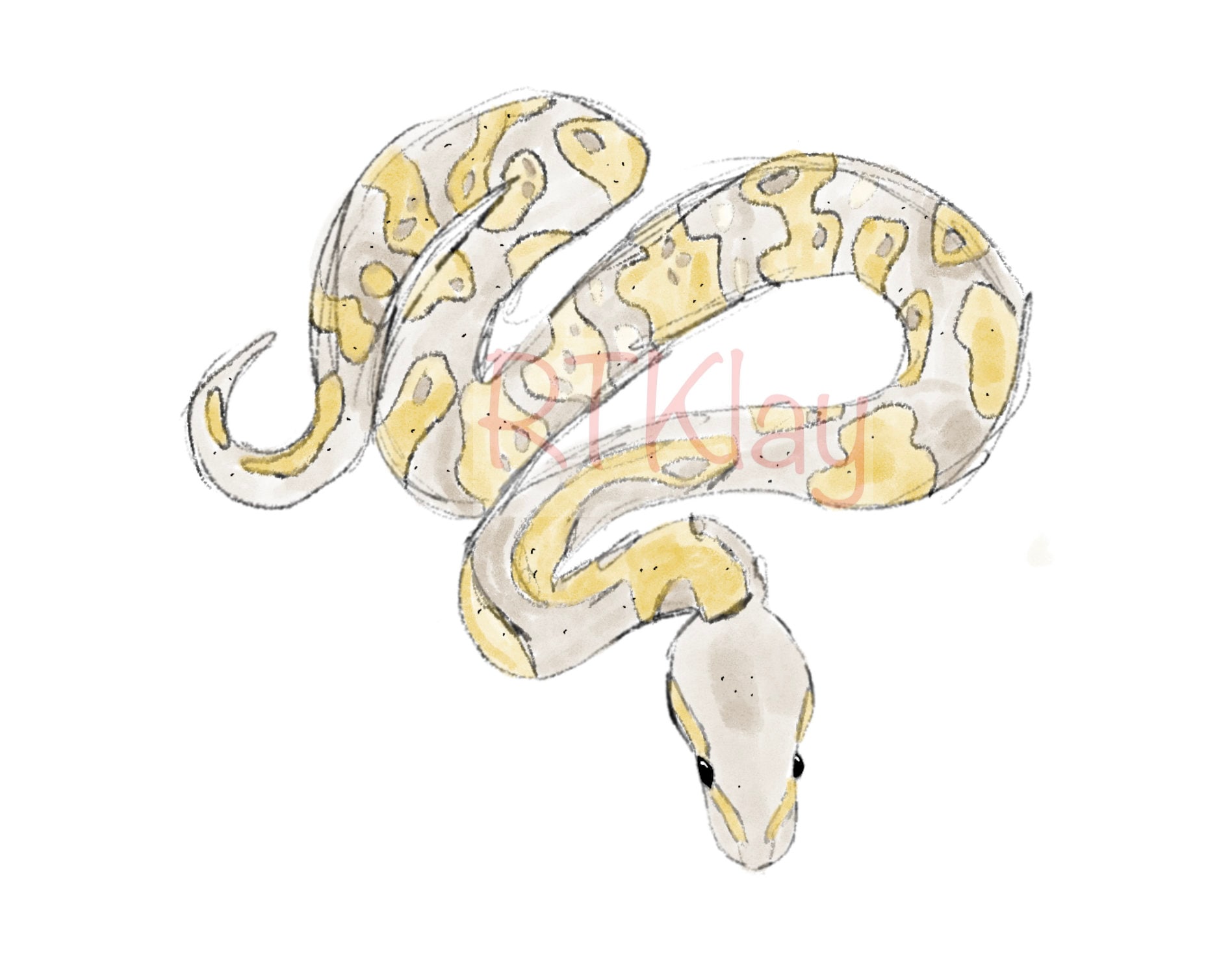 Ball Python Drawings