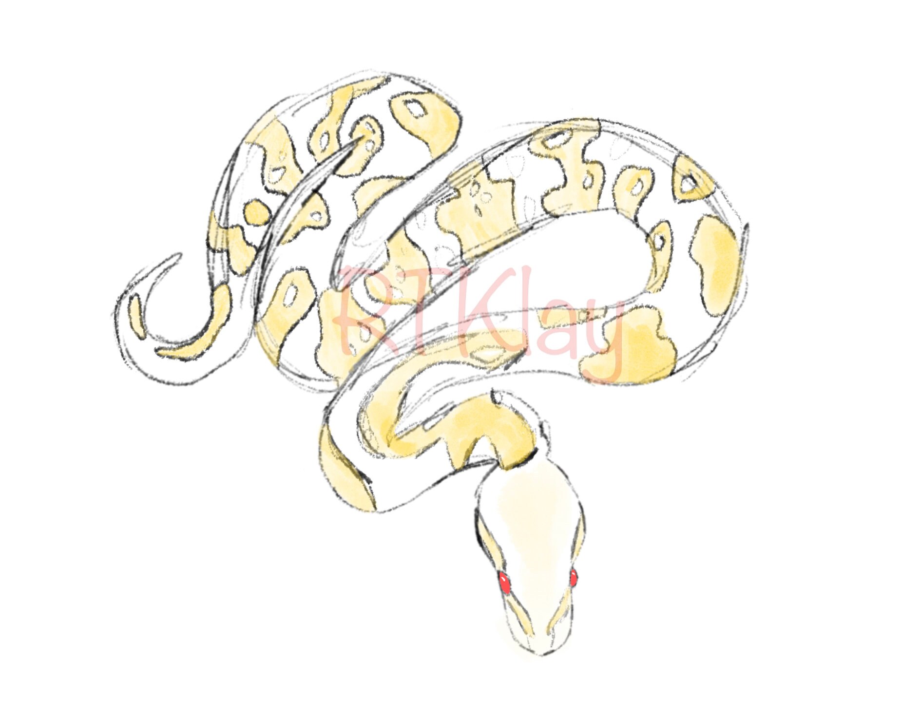 Ball Python Drawings