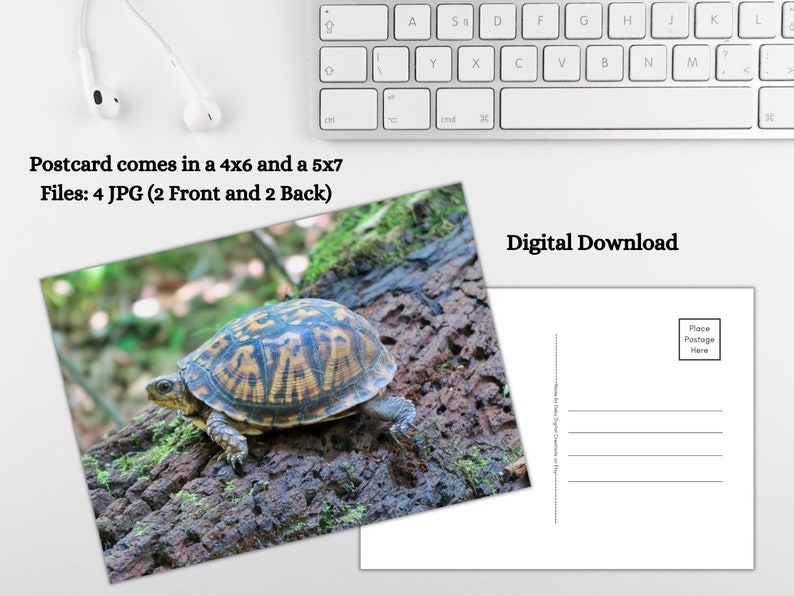 Turtle on a log printable 4x6 and 5x7 postcards digital etsy