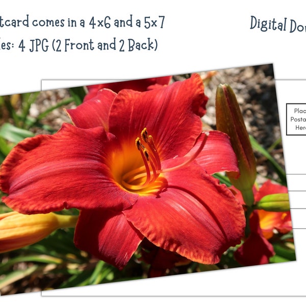 Red Daylily Flower - Printable 4x6 and 5x7 Postcards - Digital Download