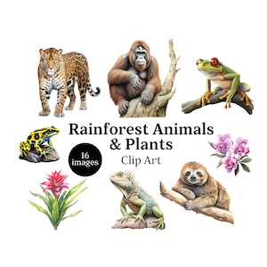 Rainforest Animals and Plants Clipart