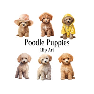 Può includere: Cinque adorabili cuccioli di barboncino in varie pose. Un cucciolo indossa un impermeabile giallo, un altro indossa un cappello rosa e gli altri sono mostrati in pose naturali. L'immagine è intitolata "Poodle Puppies Clip Art".