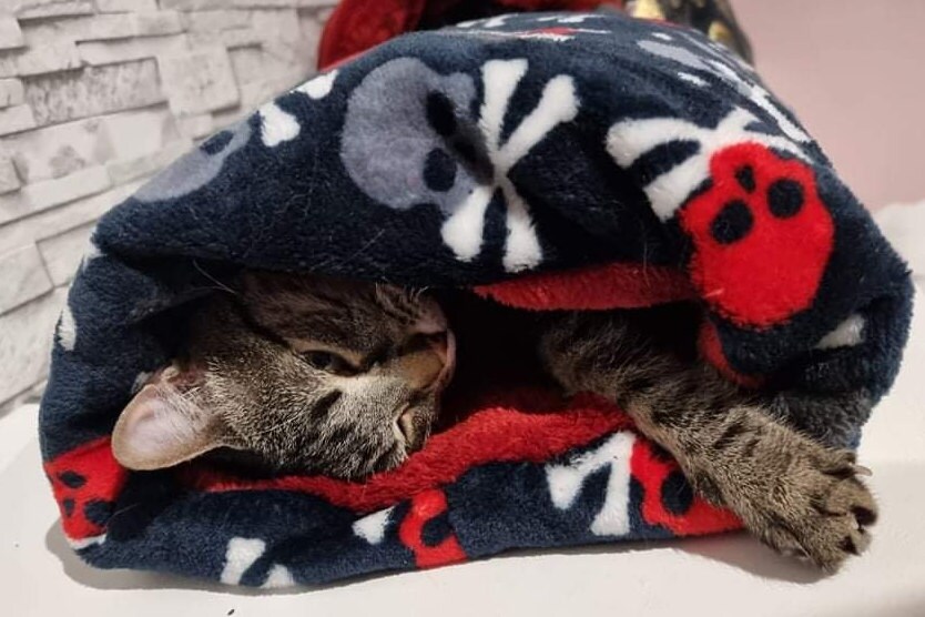 Grotte Pour Chat Déhoussable