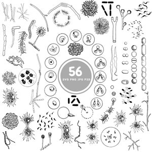 Bacteria Design SVG, 56 microbiology svg files, PNG, PSD