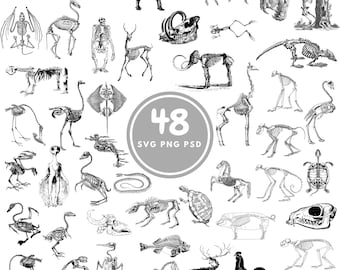 Animal Skeleton SVG, 48 Anatomy Bundle, PNG, PSD
