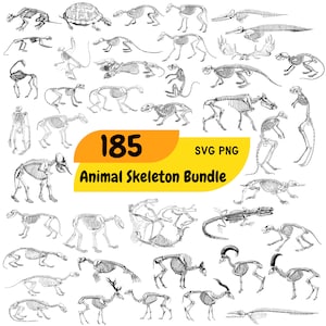Bundle de squelettes d’animaux SVG, 184 Anatomie SVG Bundle, PNG