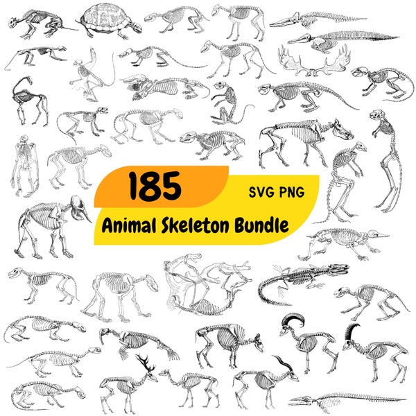 Animal Skeleton SVG, 184 Anatomy Bundle, PNG, PSD