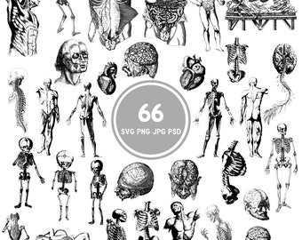 Anatomia człowieka II SVG, pakiet 66 części ciała SVG, PNG