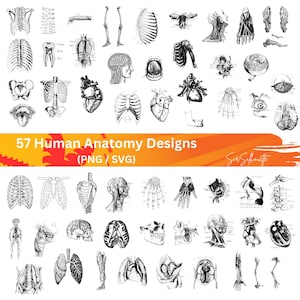May include: A set of 57 black and white illustrations of human anatomy designs. The designs include various organs, bones, and body parts. The text "57 Human Anatomy Designs (PNG / SVG)" is at the top of the image.