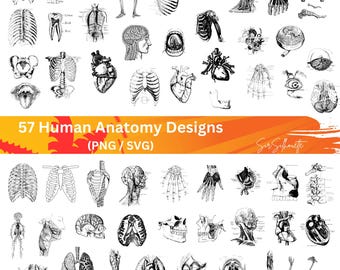 Anatomia człowieka I SVG, pakiet 57 części ciała SVG, PNG