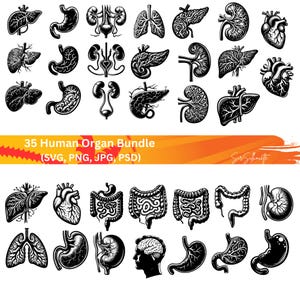 Human organs SVG Bundle, 35 organ designs, PNG, PSD