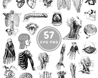 Human Anatomy I SVG, 57 body parts PNG, Cricut, Silhouette