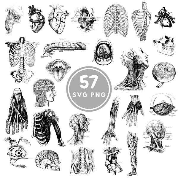 Human Anatomy I SVG, 57 body parts PNG, Cricut, Silhouette