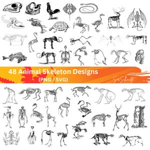 Animal Skeleton SVG, 48 Anatomy Bundle, PNG, PSD