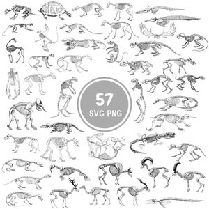 Animal Skeleton SVG Bundle - 57 Animal Bones Designs - Cricut, Silhouette - PNG & PSD