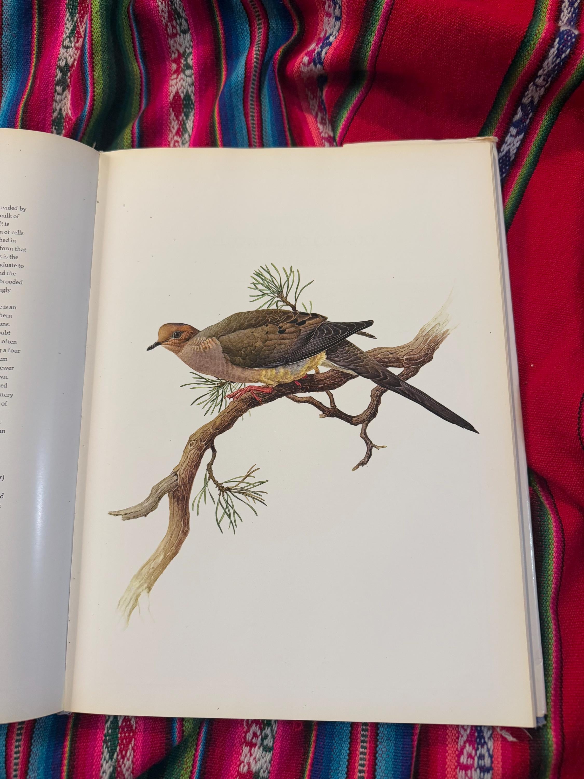 RARE VINTAGE Birds of the Eastern Forest:1 J.F. Landsowne John A