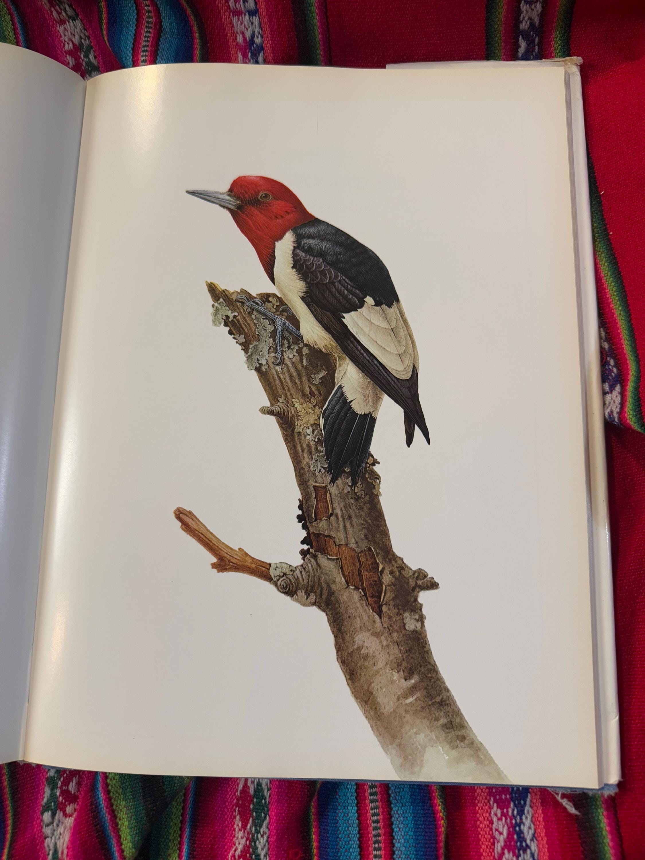 RARE VINTAGE Birds of the Eastern Forest:1 J.F. Landsowne John A