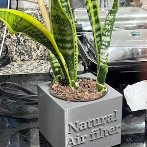 Sansevieria trifasciata/ snake plant/ indoor plant