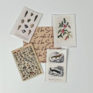 May include: A collection of small, rectangular art prints featuring botanical and zoological illustrations. The prints depict seashells, mushrooms, hummingbirds, and salamanders. One print has the text "So mote it be" in a brown font.