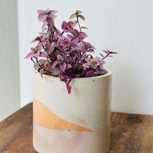 Callisia Pink Lady Plant | Indoor Plant | Plant With Concrete Pot | Handmade Pot | Pink Lady Plant with Pot | Free Shipping |