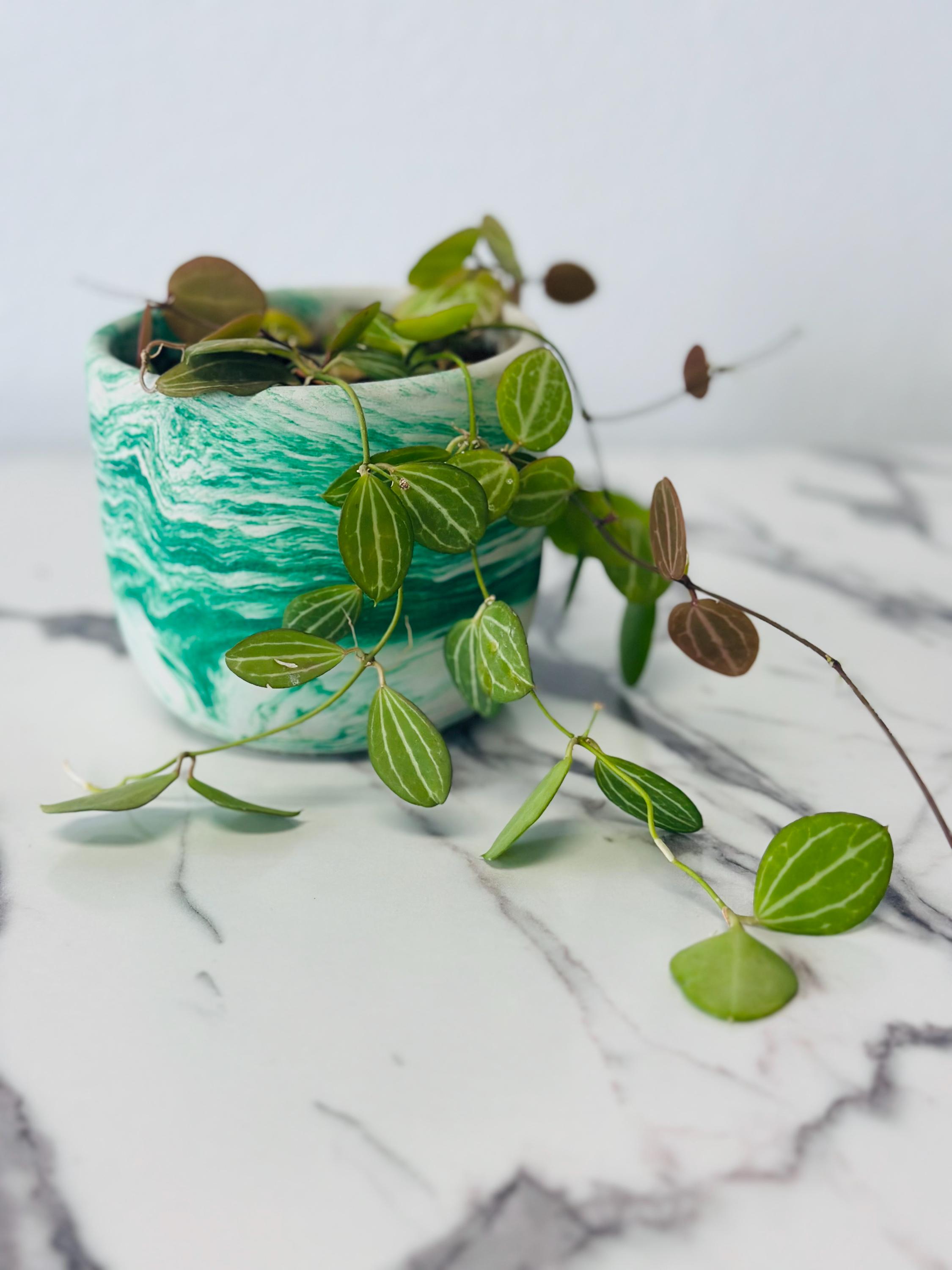 Dischidia Ovata Watermelon Plant With Pot | Handmade Concrete Pot | Low Maintenance Plant | Indoor Plant | Handmade | Free Shipping
