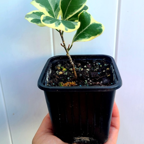 Variegated Ficus Triangularis | Triangle Ficus | Triangle Fig | Triangle Leaf Fig | 3 Inches Pot | Free Shipping |