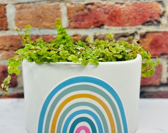 Baby Tears Plant  | Rainbow Ceramic Pot | Baby Nursery Plant | Pet and Baby Friendly Plant | Soleirolia | Free Shipping