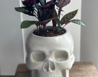 Handmade Concrete Skull With Purple Waffle Plant | Low Maintenance Plant | Indoor Plant | Funny Pot | Free Shipping | Halloween Decor |