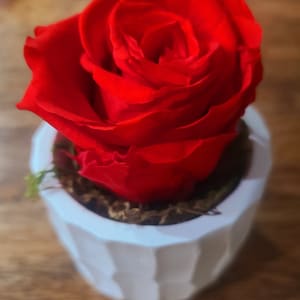 May include: A single red rose preserved in a white ceramic pot with a textured surface.