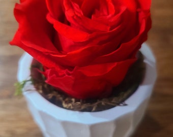 Preserved Roses | Long lasting Roses | Eternal Roses | White Concrete Planter | Party Gifts | Proposal Gift | Gift for Her | FREE Shipping |