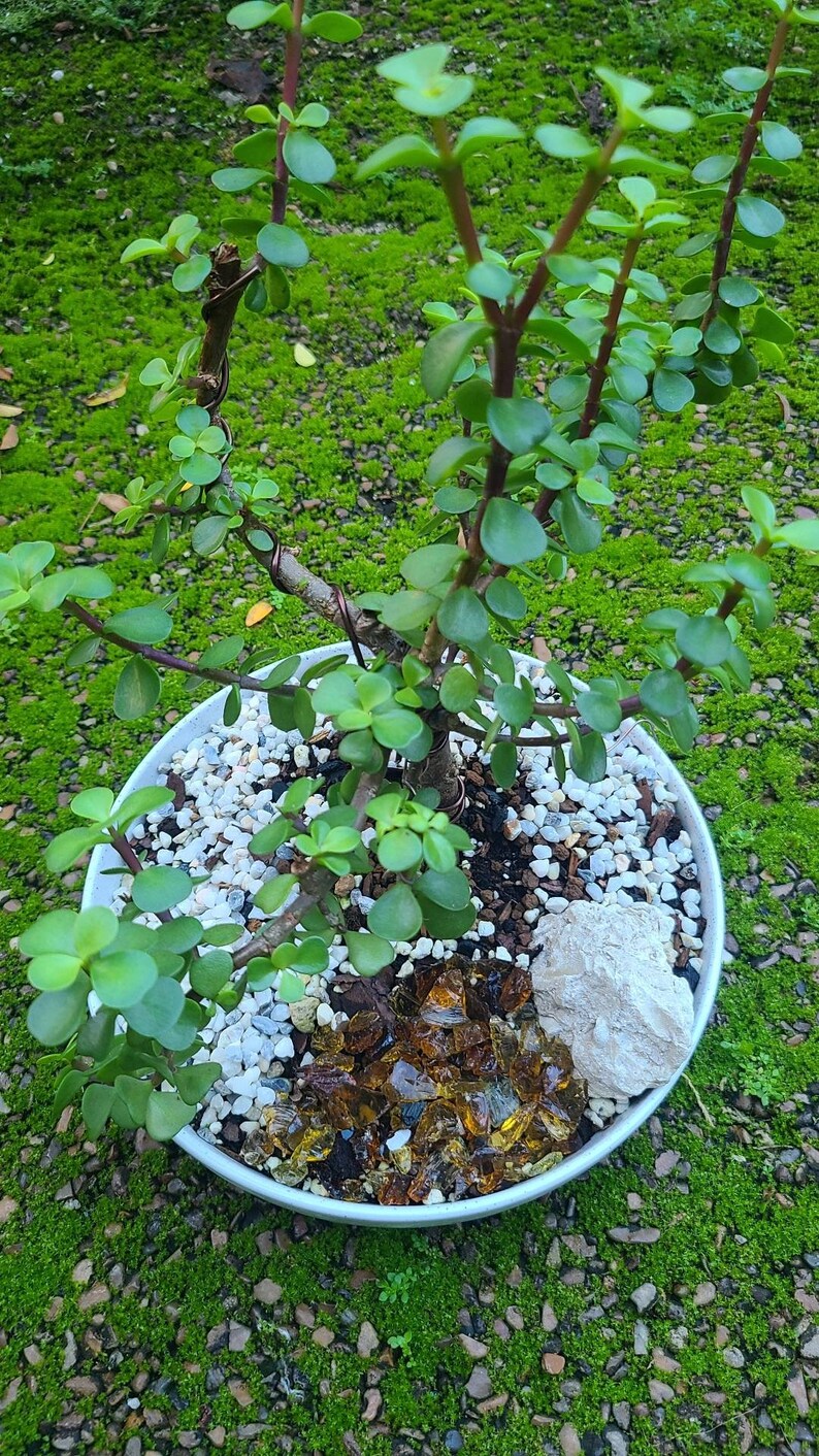 Baby Jade Bonsai Tree Etsy