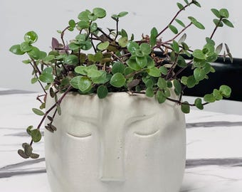Concrete Pot With Turtle Vine | Callisia Repens  | Tabletop Decor | Office Plant | Low Maintenance Plant | Handmade | Free Shipping |