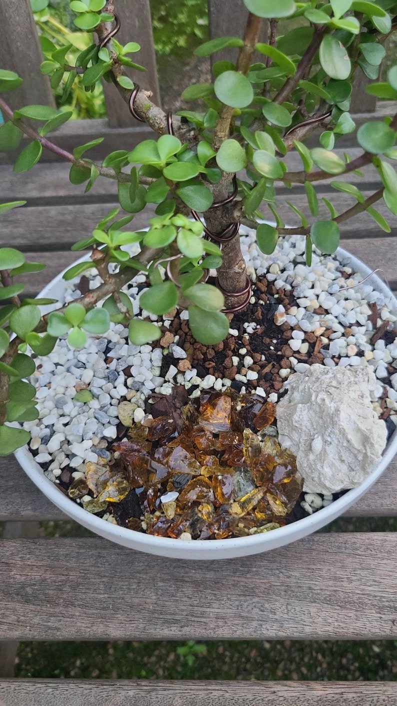 Baby Jade Bonsai Tree Etsy