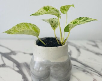 Handmade Concrete Bootyful Pot | Marble Pothos Plant | Low Maintenance Plant | Pot With Plant | Free Shipping |