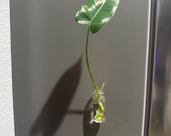 Magnet | Plant Propagation Magnet| Live Plant | Unique Fridge Decor | Magnet Propagation | Office Decor | Free Shipping | Unique Gift |