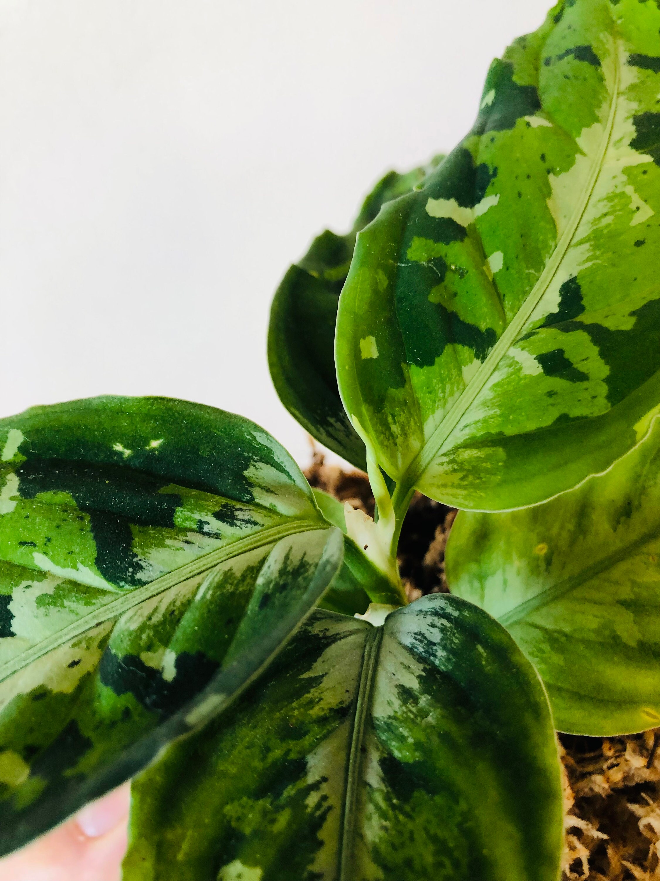 Plante Aglaonema Pictum Tricolor