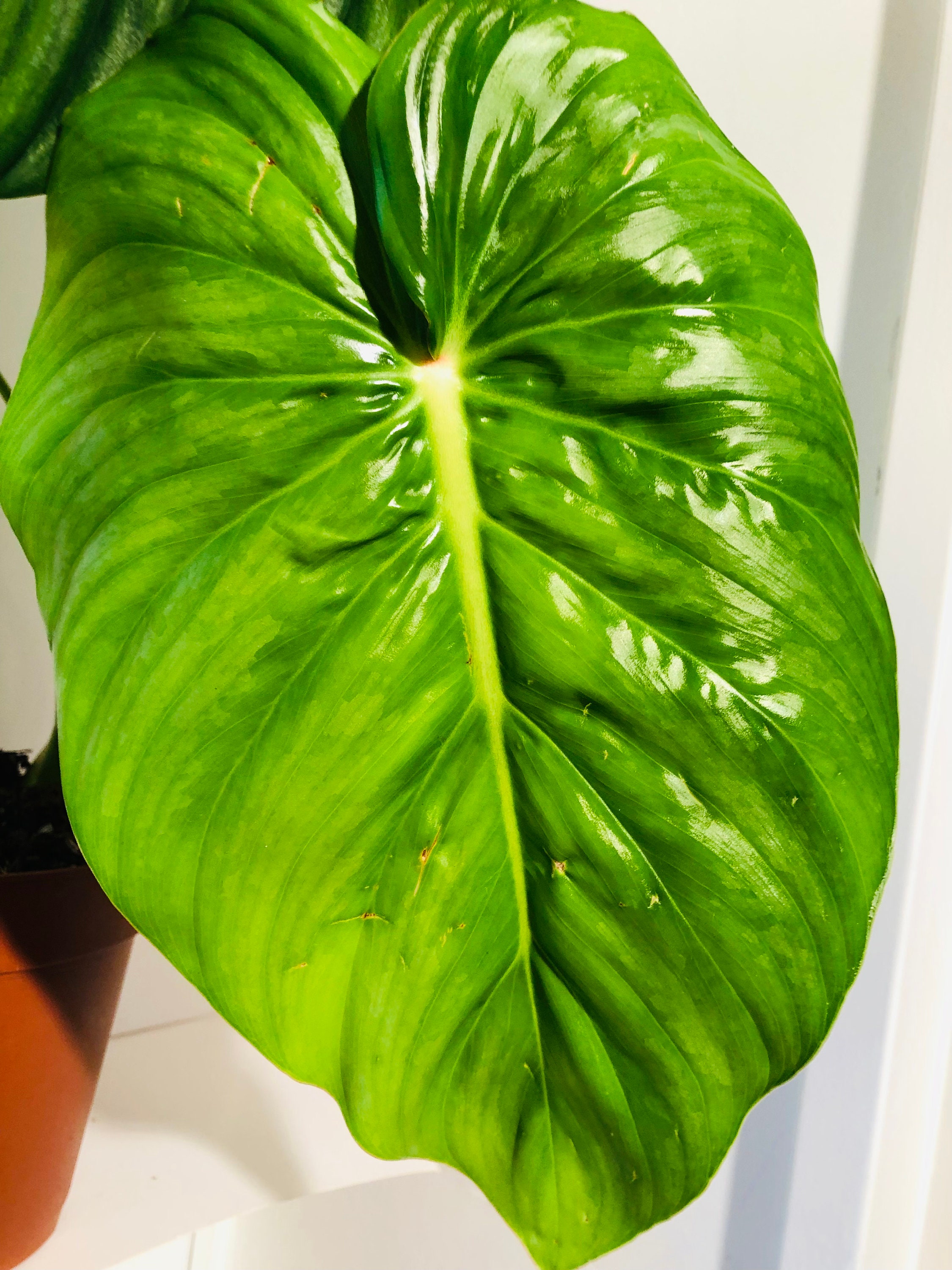 Philodendron Pastazanum