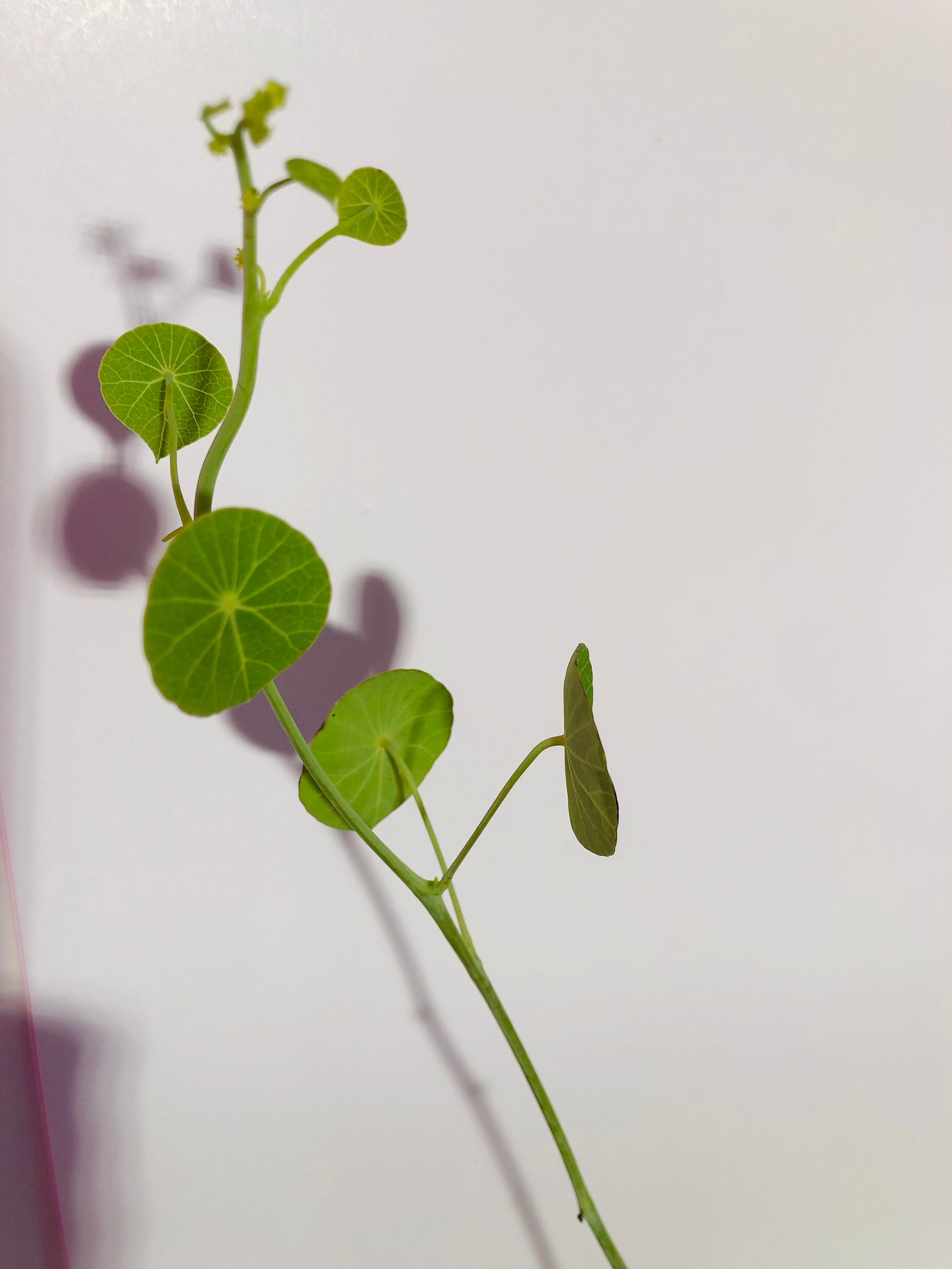 stepfania Erecta Plante à Bulles