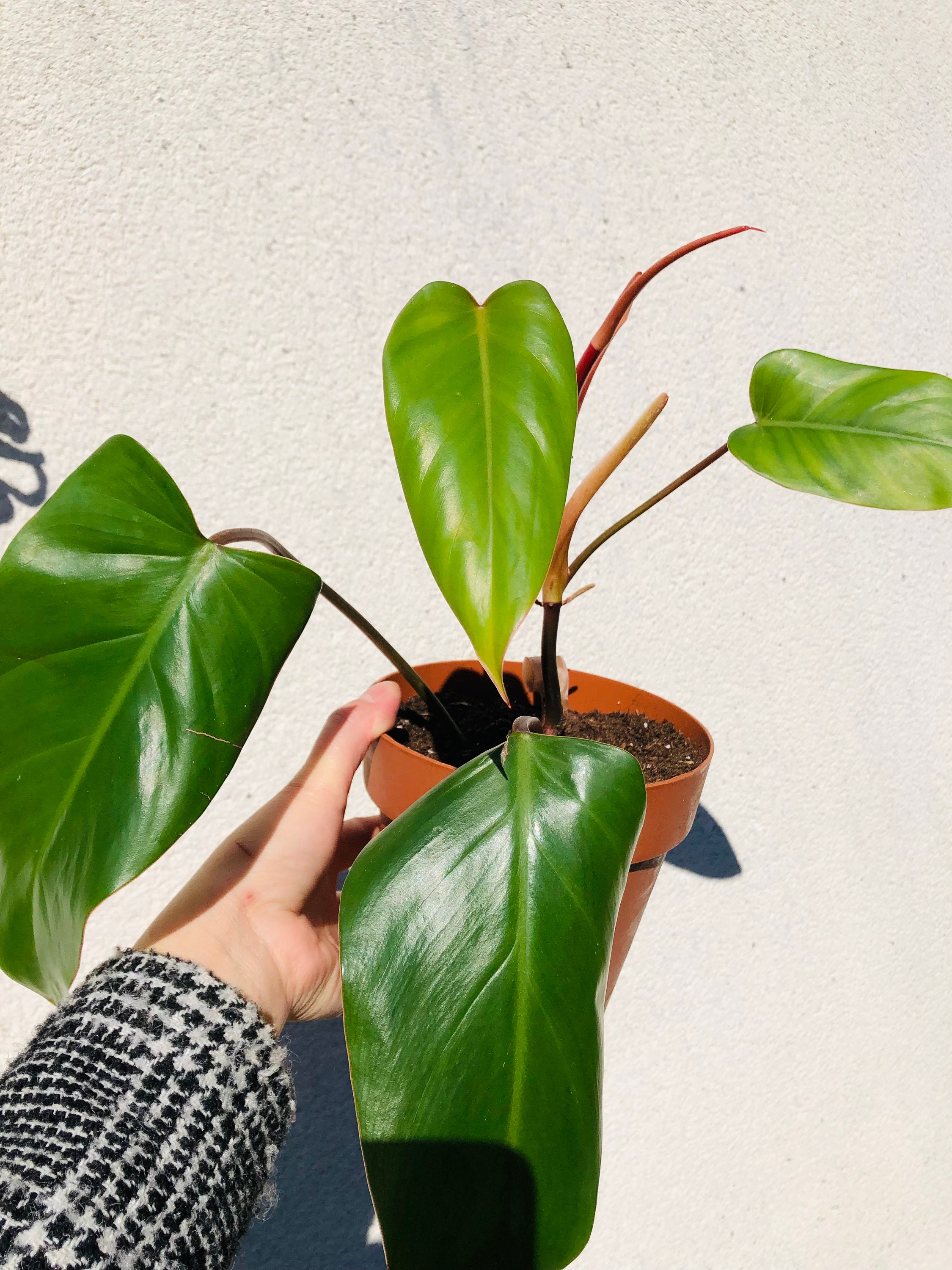 Philodendron Red