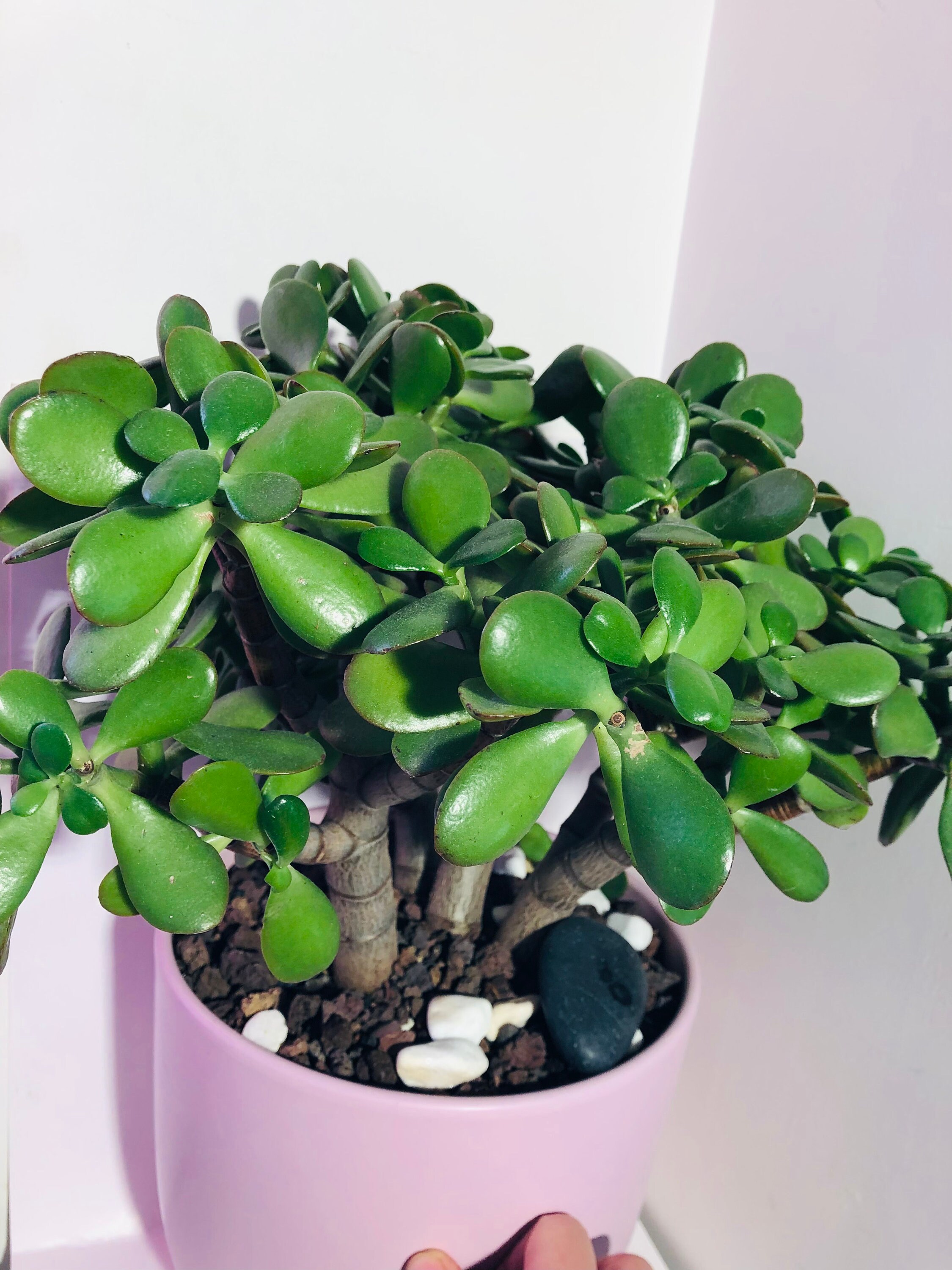 Plante Arbre de Jade Ovata Crassula