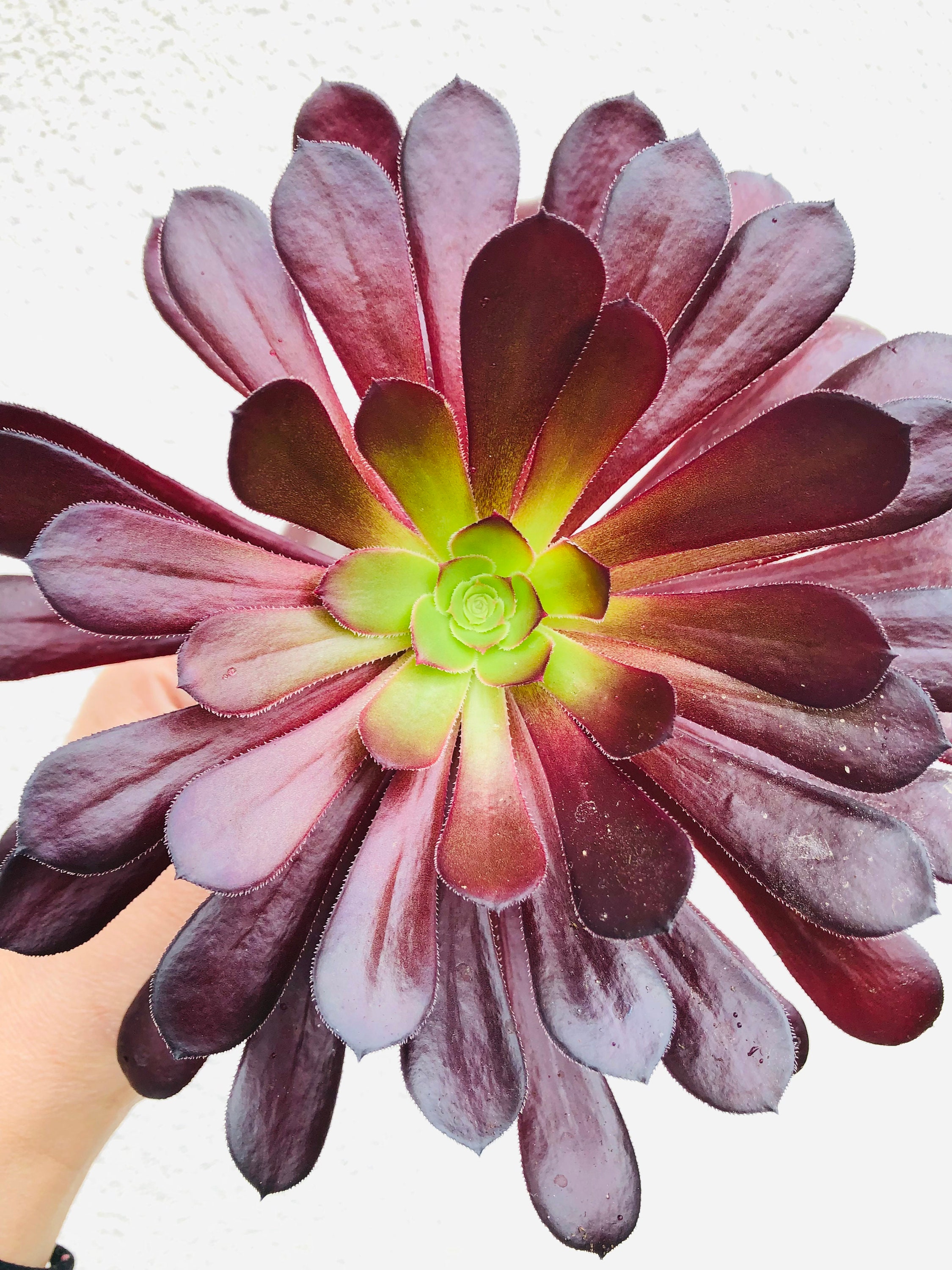 Aeonium Arboreum Succulent