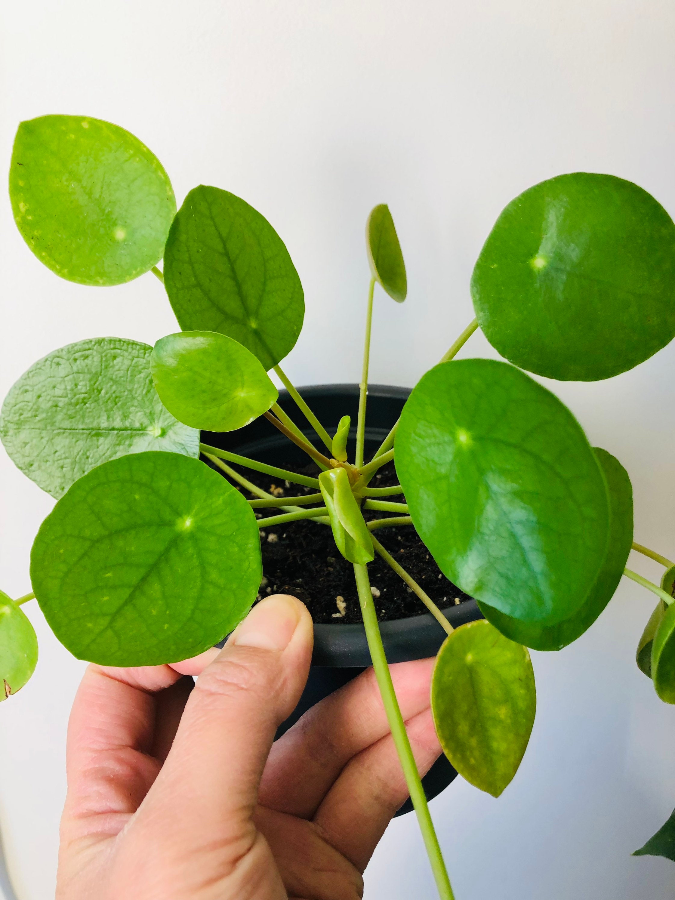 Pilea