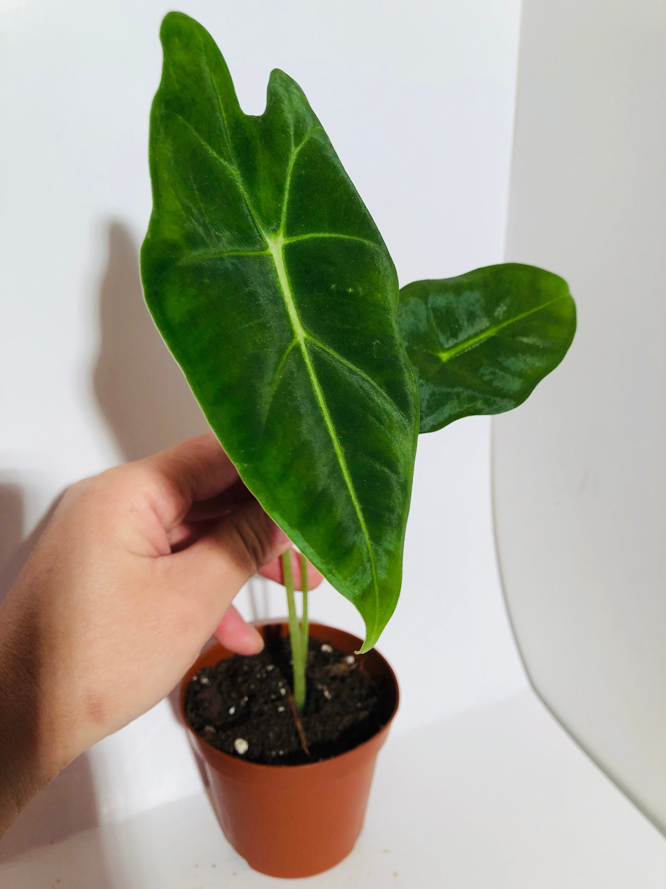 Alocasia Frydex Mini Plante