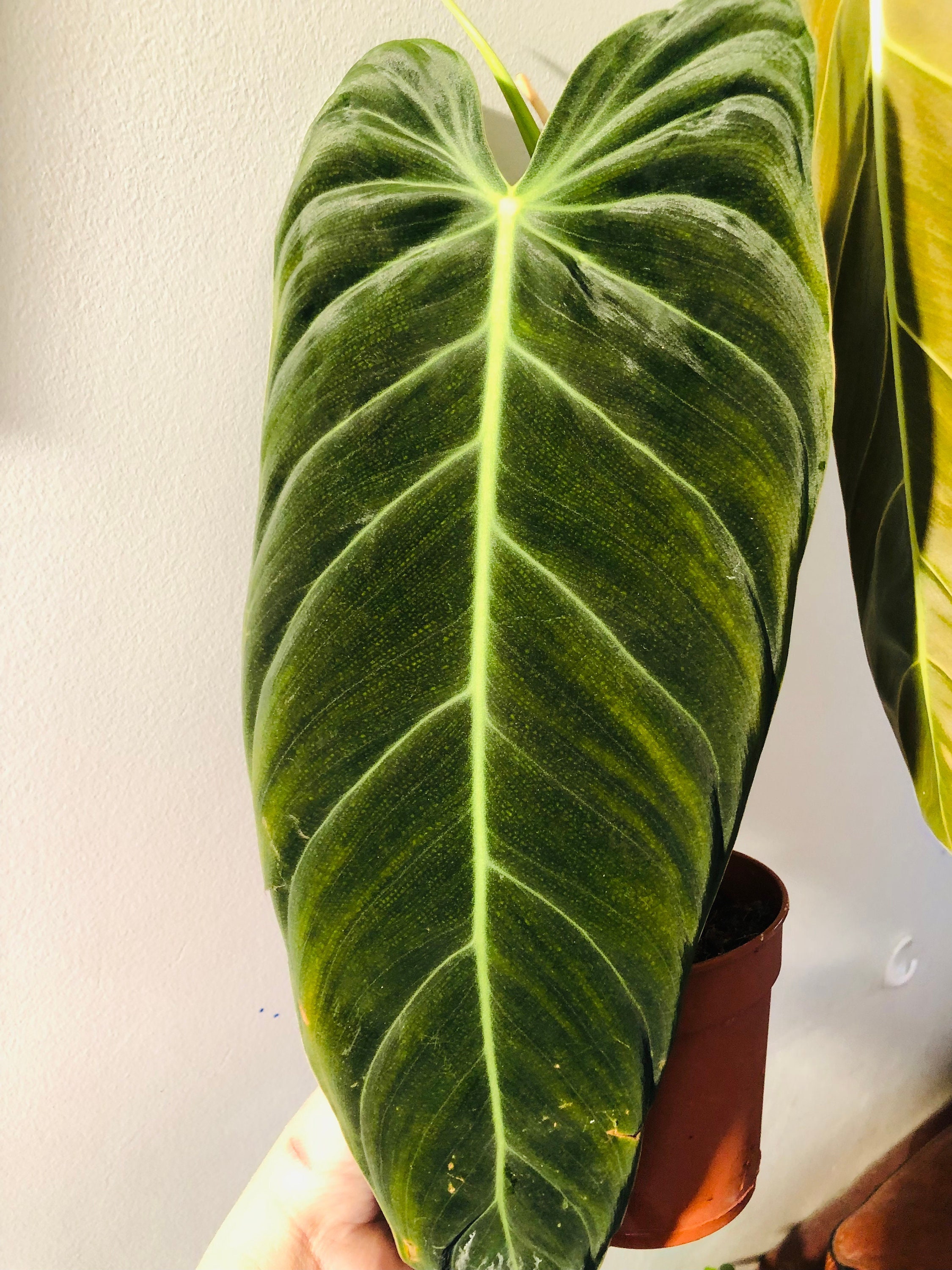 Philodendron Melanochrysum